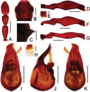 Image of Labomimus sichuanicus Hlaváč, Nomura & Hong-Zhang Zhou 2000