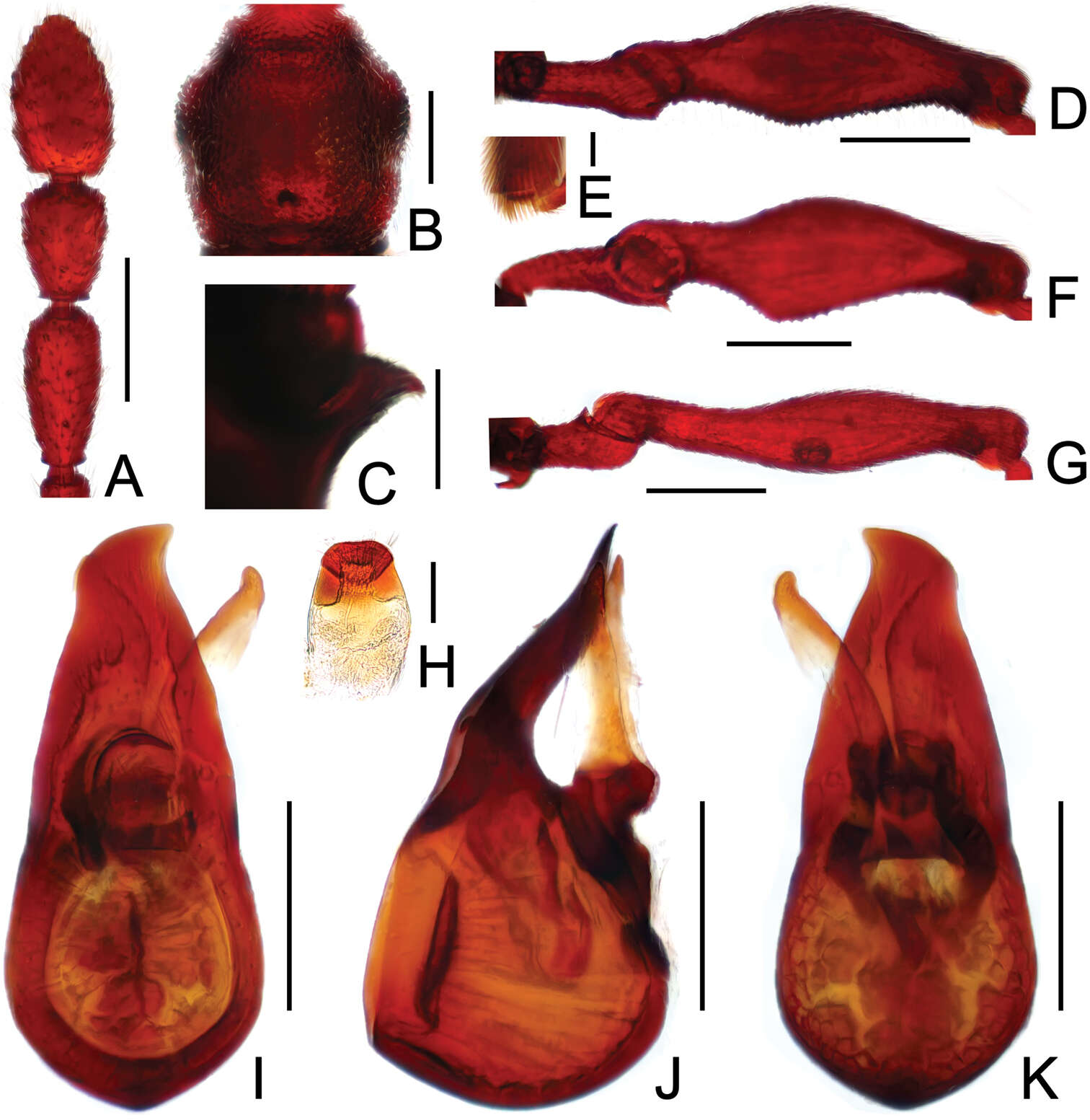 Image of Labomimus sichuanicus Hlaváč, Nomura & Hong-Zhang Zhou 2000