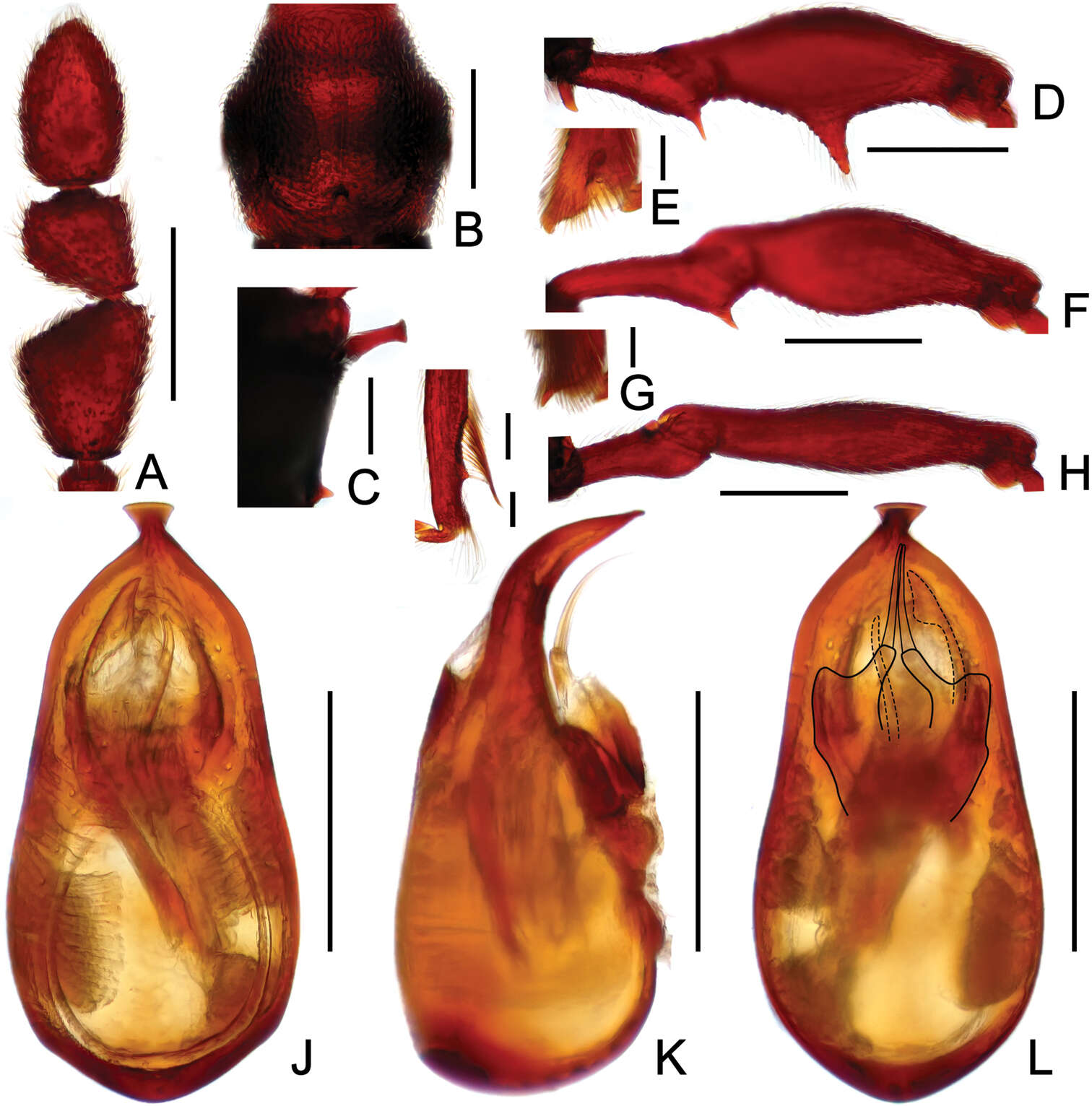 Image of Labomimus simplicipalpus Yin, Zi-Wei & Hlaváč 2013