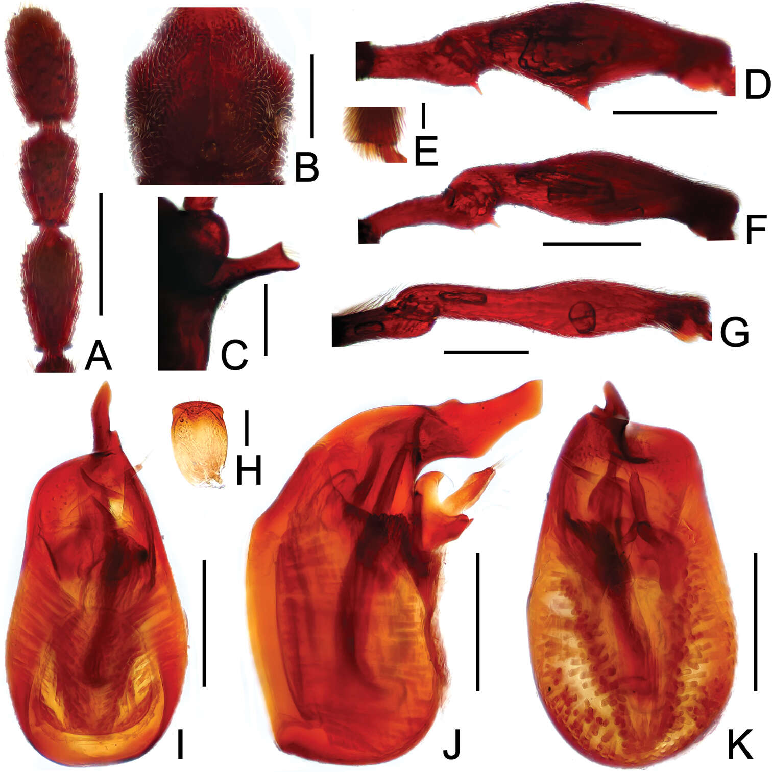 Image of Pselaphodes anhuianus Yin, Zi-Wei & Li-Zhen Li 2013