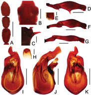 Image of Pselaphodes daii Yin, Zi-Wei & Hlaváč 2013