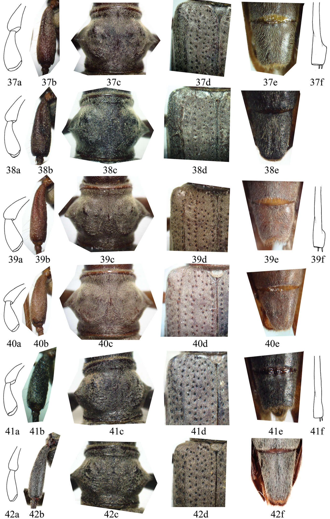 Image of Distenia orientalis Bi & Lin 2013