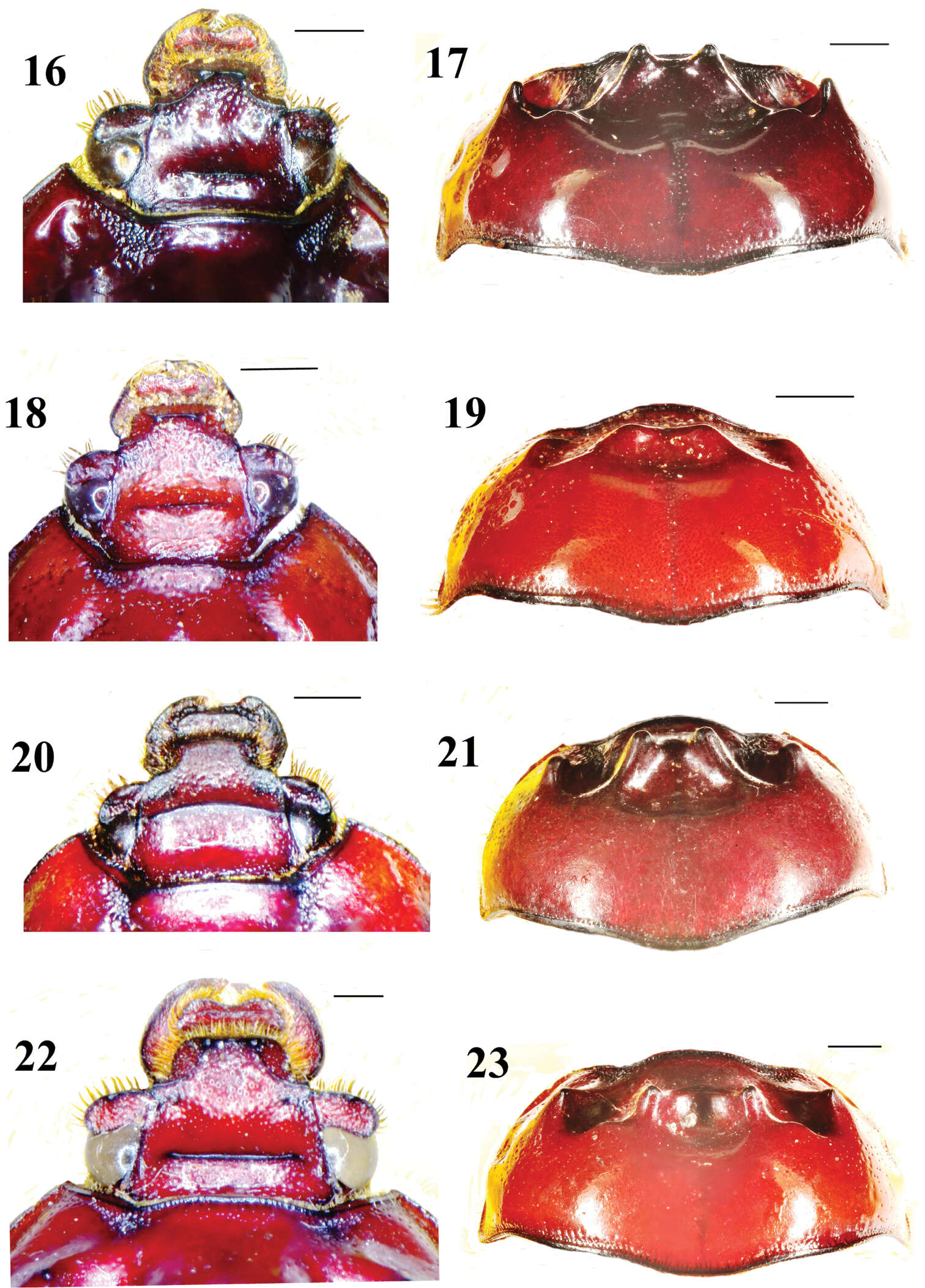 Plancia ëd Bolboceras duplicatum Krikken 2013