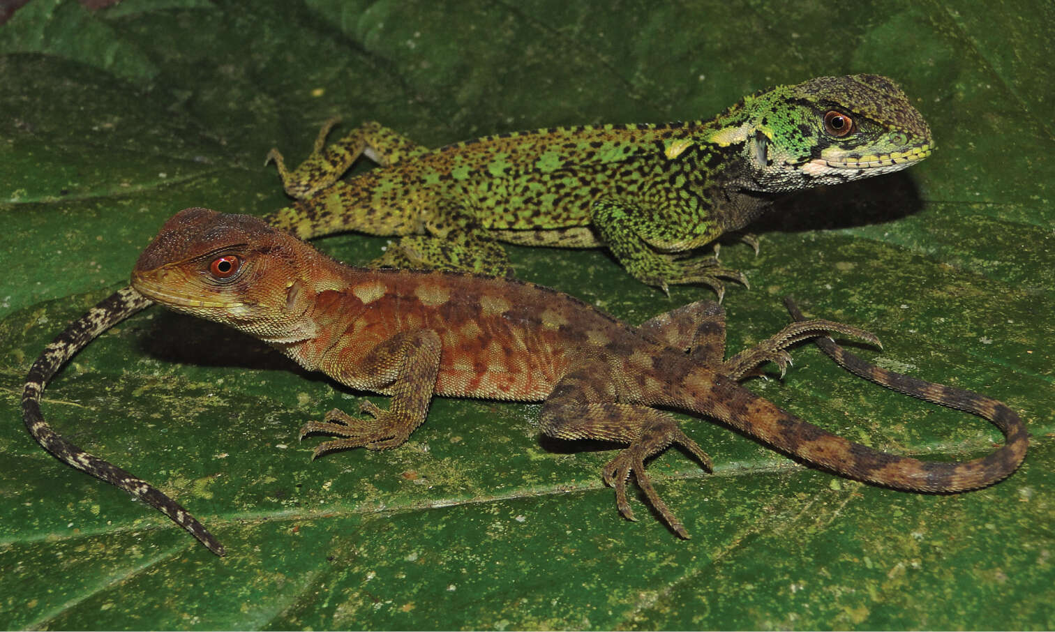 Image of Reptiles