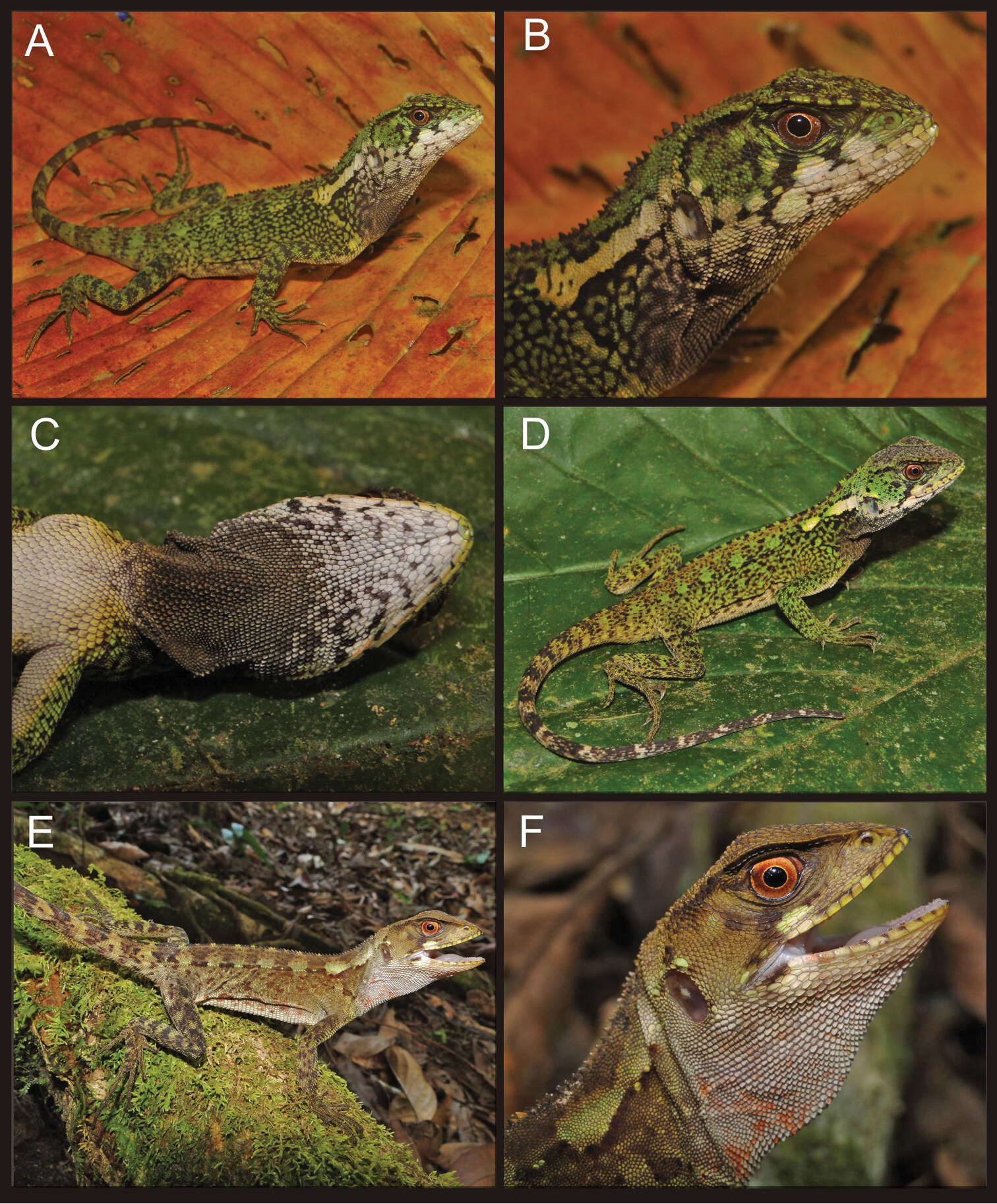 Image of clubtails and wood lizards