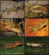 Image of Reptiles