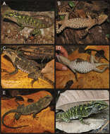 Image of clubtails and wood lizards