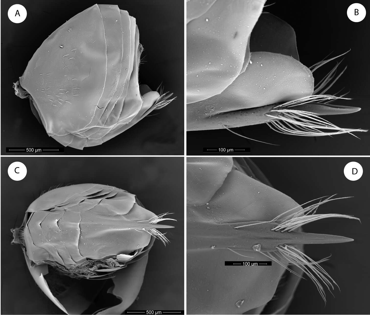 Image of Barucynips panamensis Medianero & Nieves-Aldrey