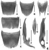 Lathrobium coniunctum Assing 2013 resmi