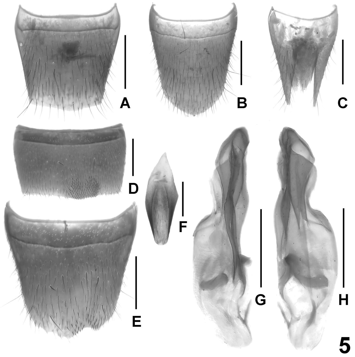 Image of Lathrobium conexum Assing & Zhong Peng 2013