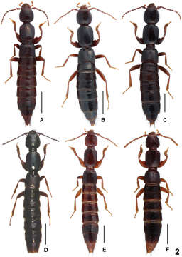 Image of Lathrobium ensigerum Assing & Zhong Peng 2013