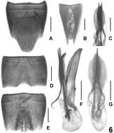 Image of Lathrobium ensigerum Assing & Zhong Peng 2013