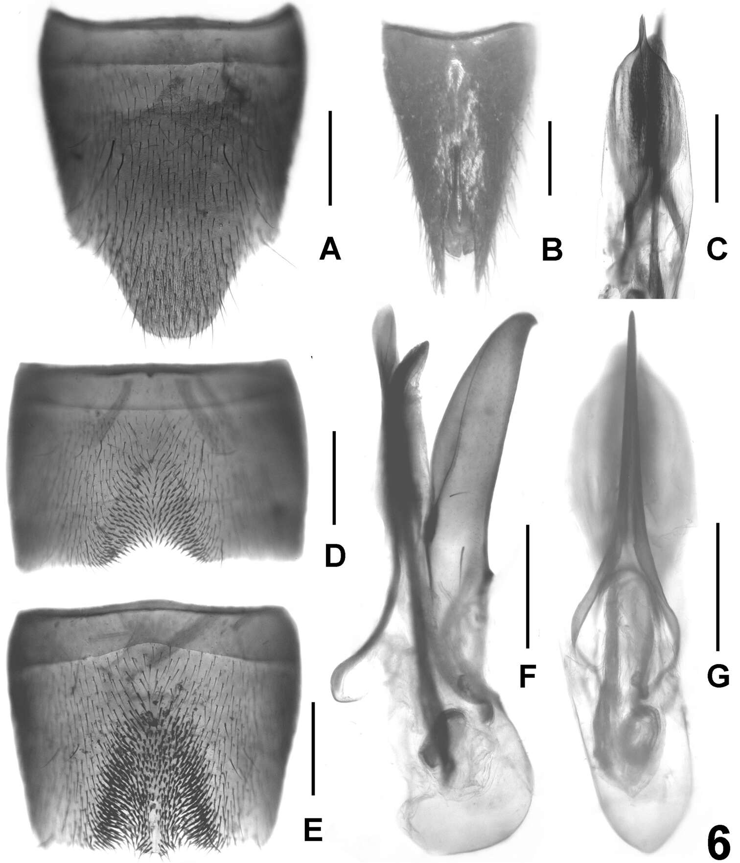 Image of Lathrobium ensigerum Assing & Zhong Peng 2013