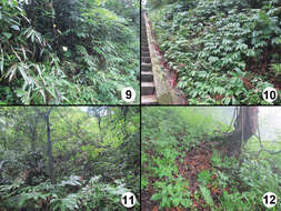 Lathrobium bisinuatum Assing & Zhong Peng 2013 resmi