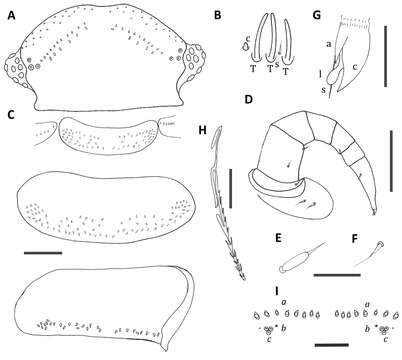 Image of Unixenus