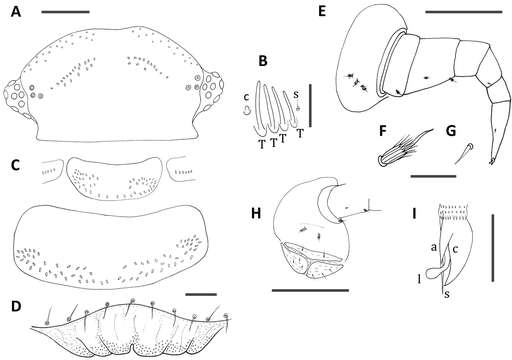 Image of Unixenus barrabaensis Short & Huynh