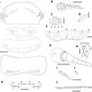 Image of Unixenus myallensis Short & Huynh