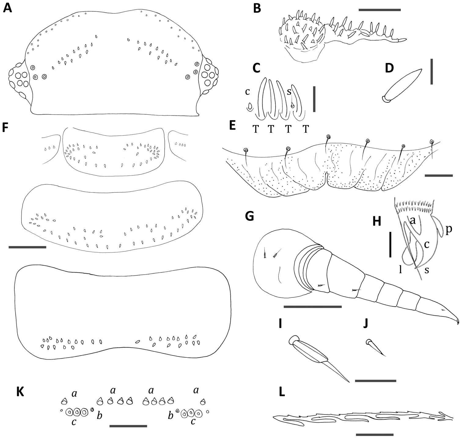 Image of Unixenus myallensis Short & Huynh