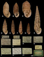 Image of <i>Bulimus brackebushii</i> Doering 1877