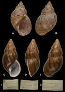 صورة Orthalicus H. Beck 1837