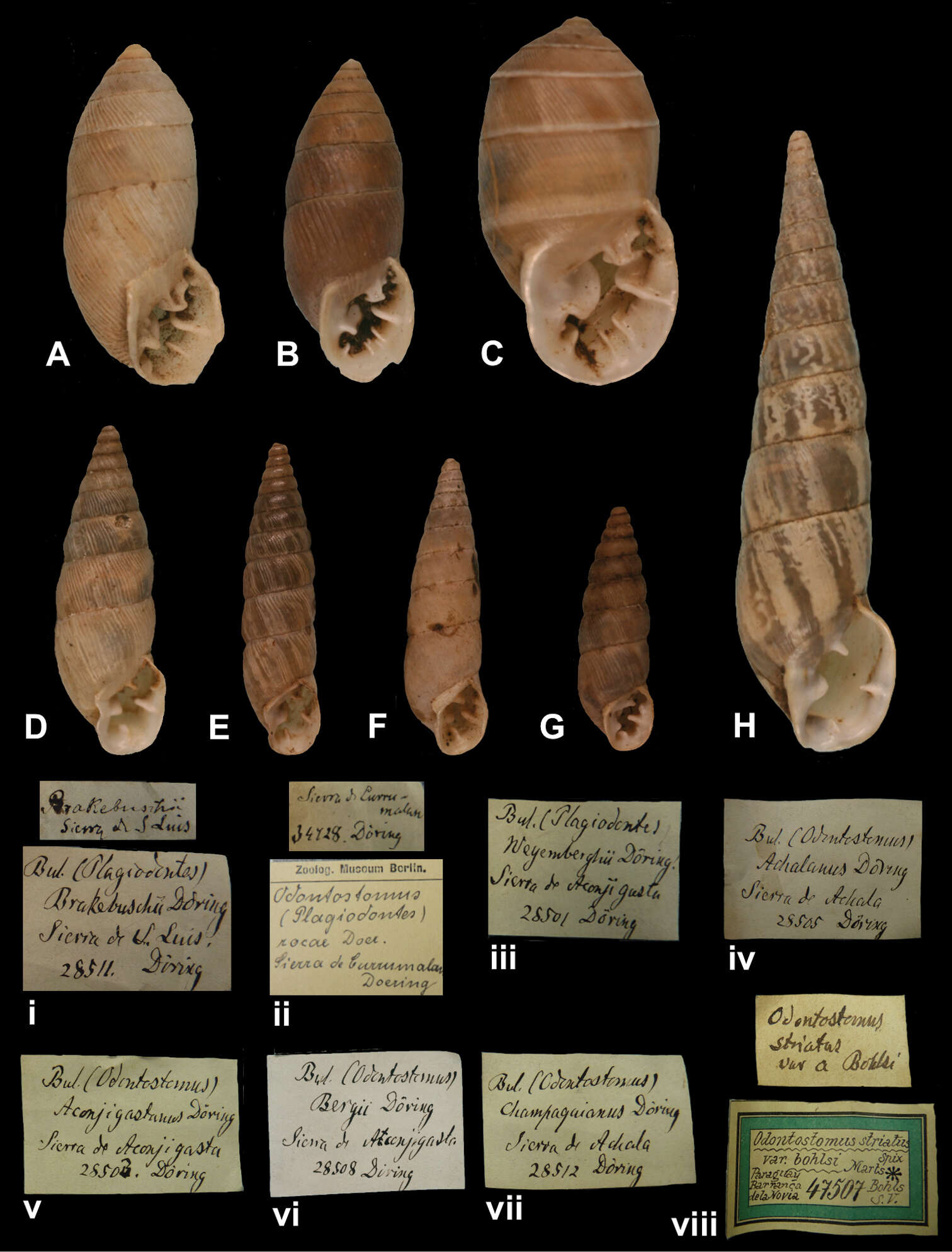 Image of <i>Bulimus champaquianus</i> Doering 1877