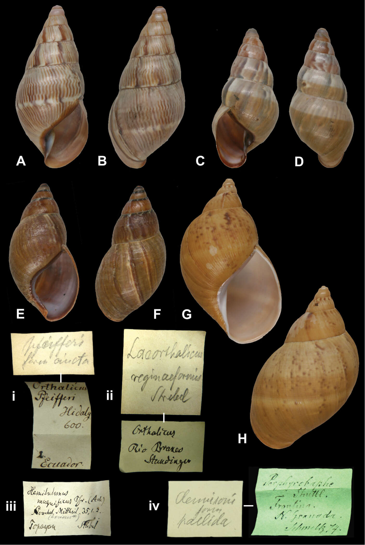 Image of Corona pfeifferi cincta Strebel 1909