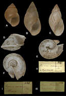 Image of <i>Bulimus coriaceus</i> Pfr.