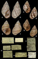 Image of Orthalicus ferussaci E. von Martens 1863