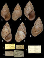 صورة Orthalicus princeps (Broderip 1833)