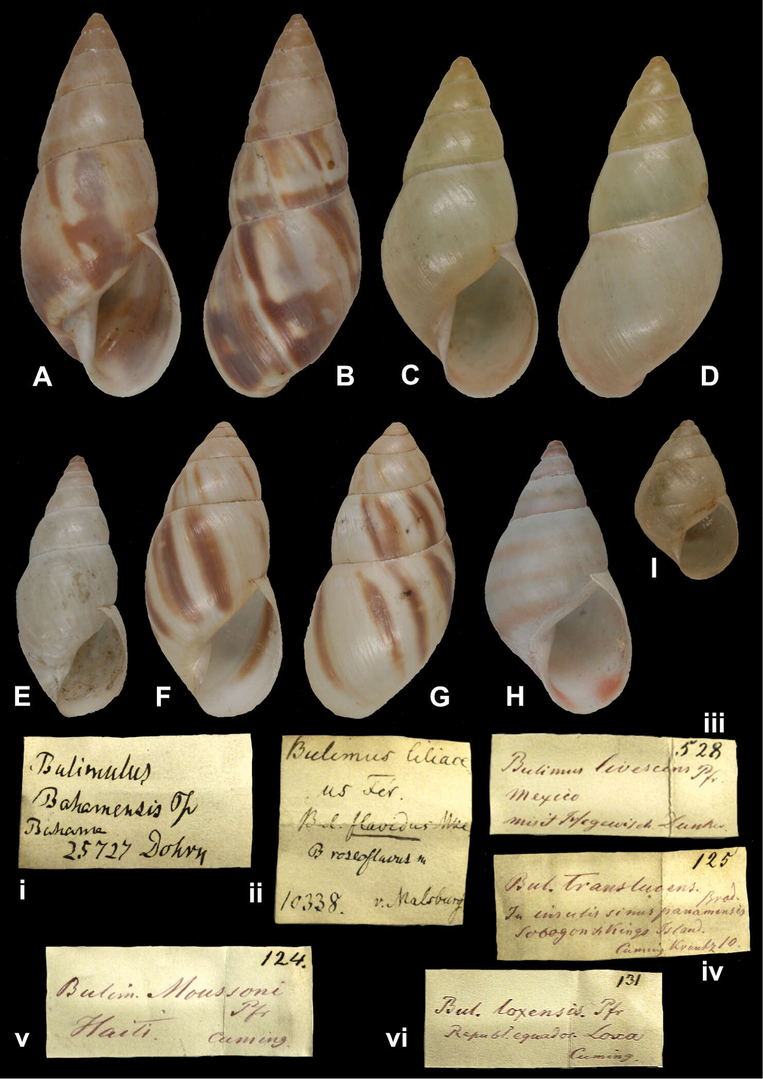 Image of <i>Bulimus flavidus</i> Menke 1829