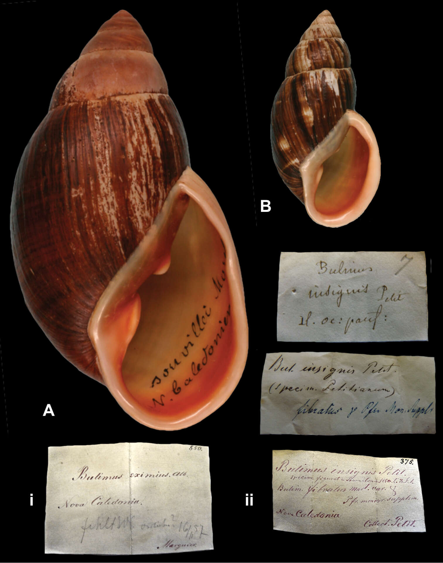 Image of Flax snail