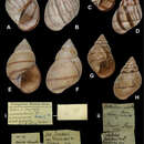 Image of <i>Orthalicus isabellinus</i> Martens 1873