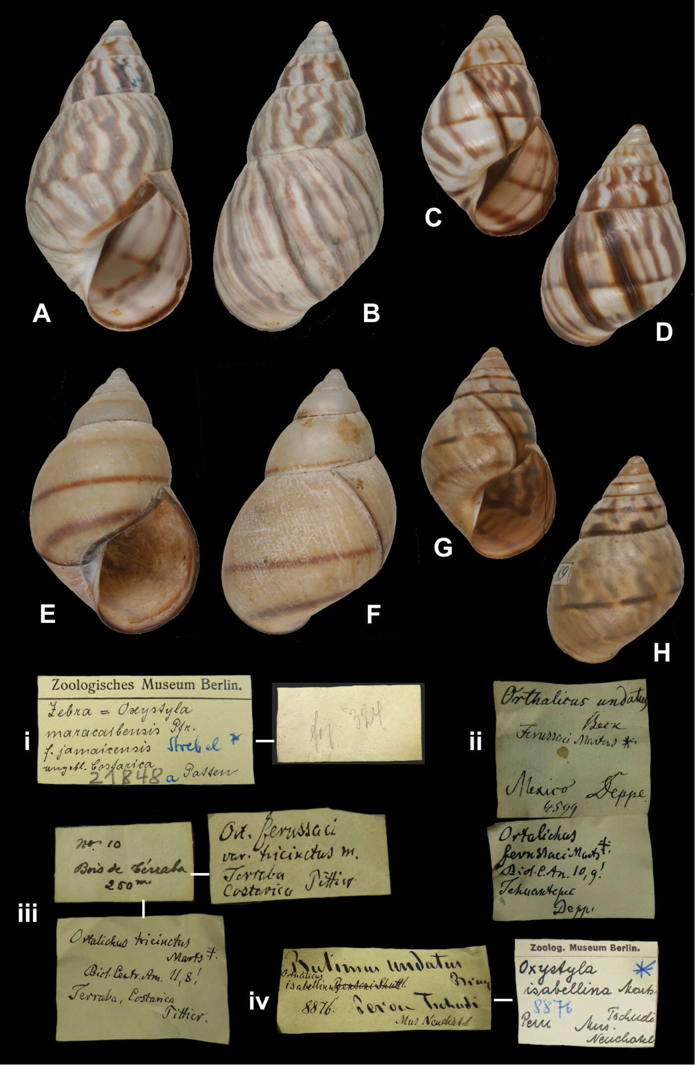 Image of <i>Orthalicus isabellinus</i> Martens 1873