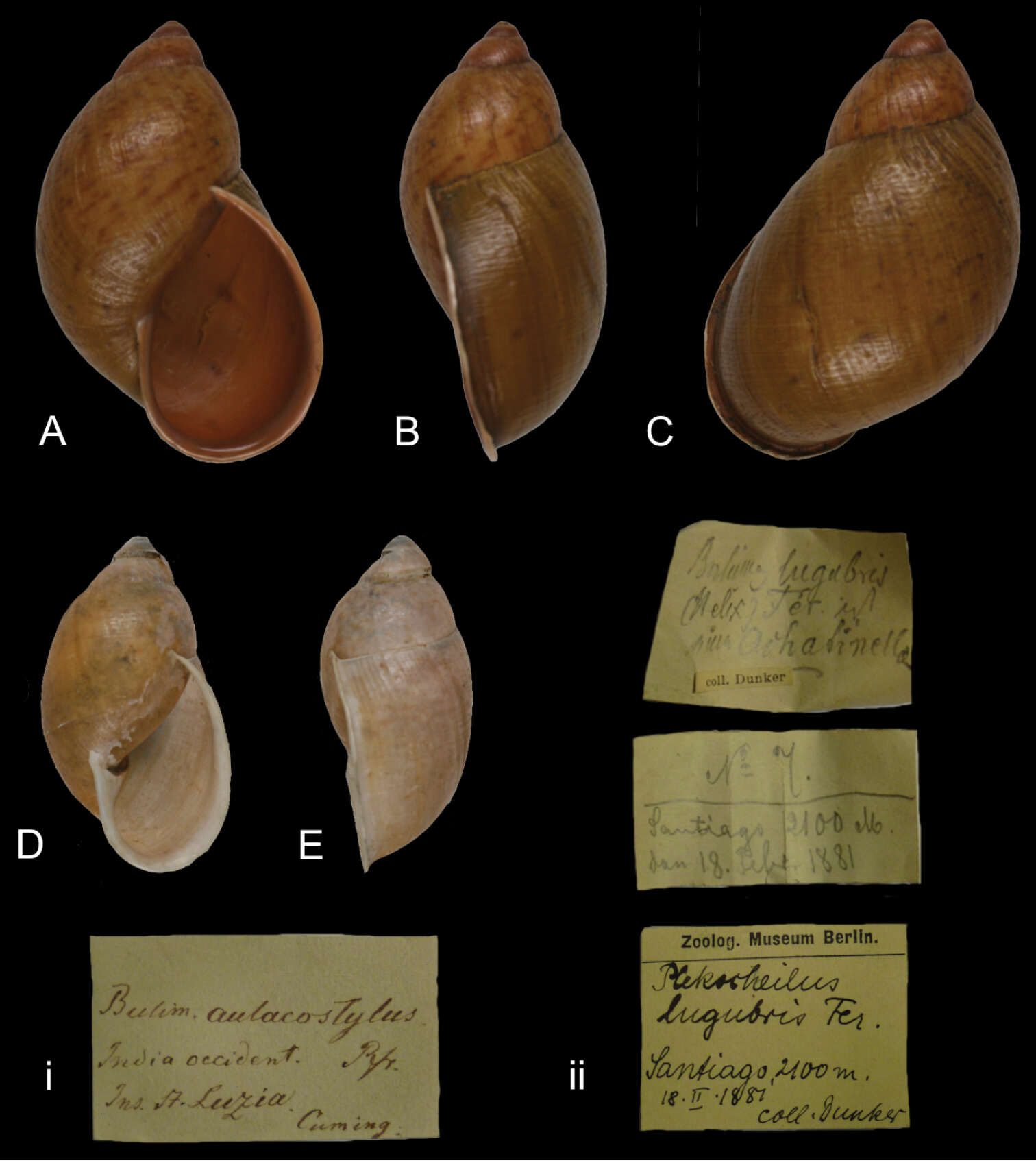 Image of Plekocheilus lugubris (Dunker 1882)