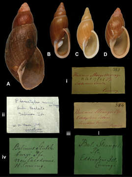 Image of Placocharis manni (Clapp 1923)