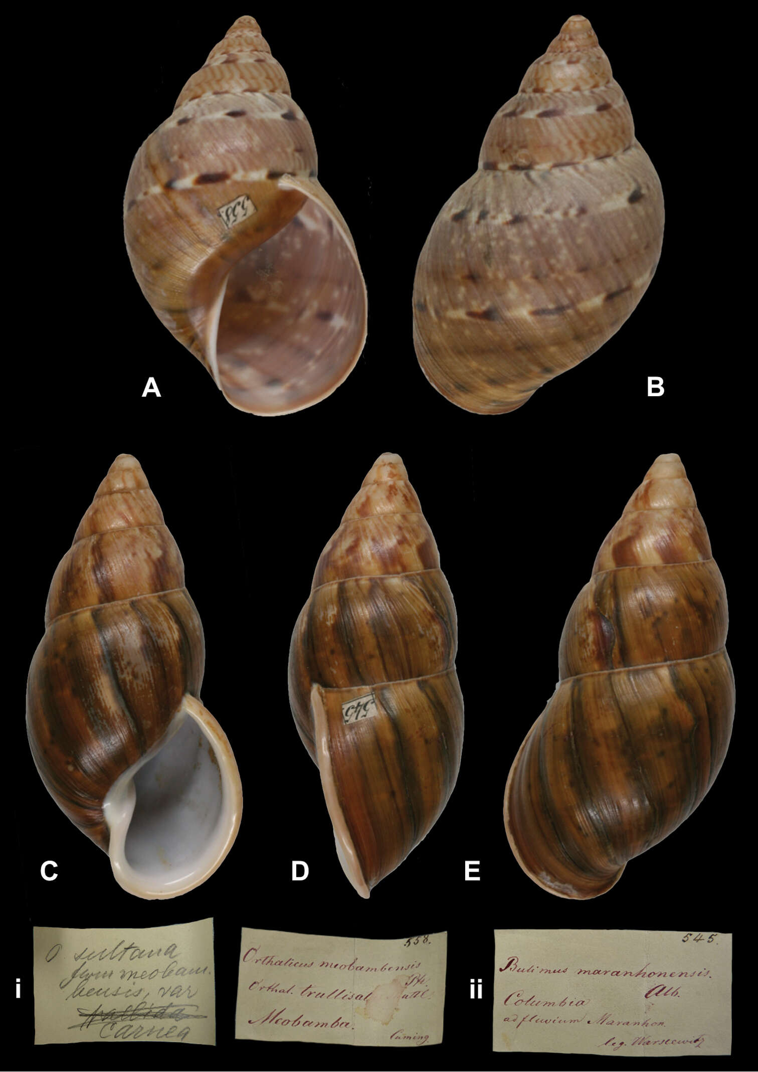 Image of <i>Bulimus maranhonensis</i> Albers 1854