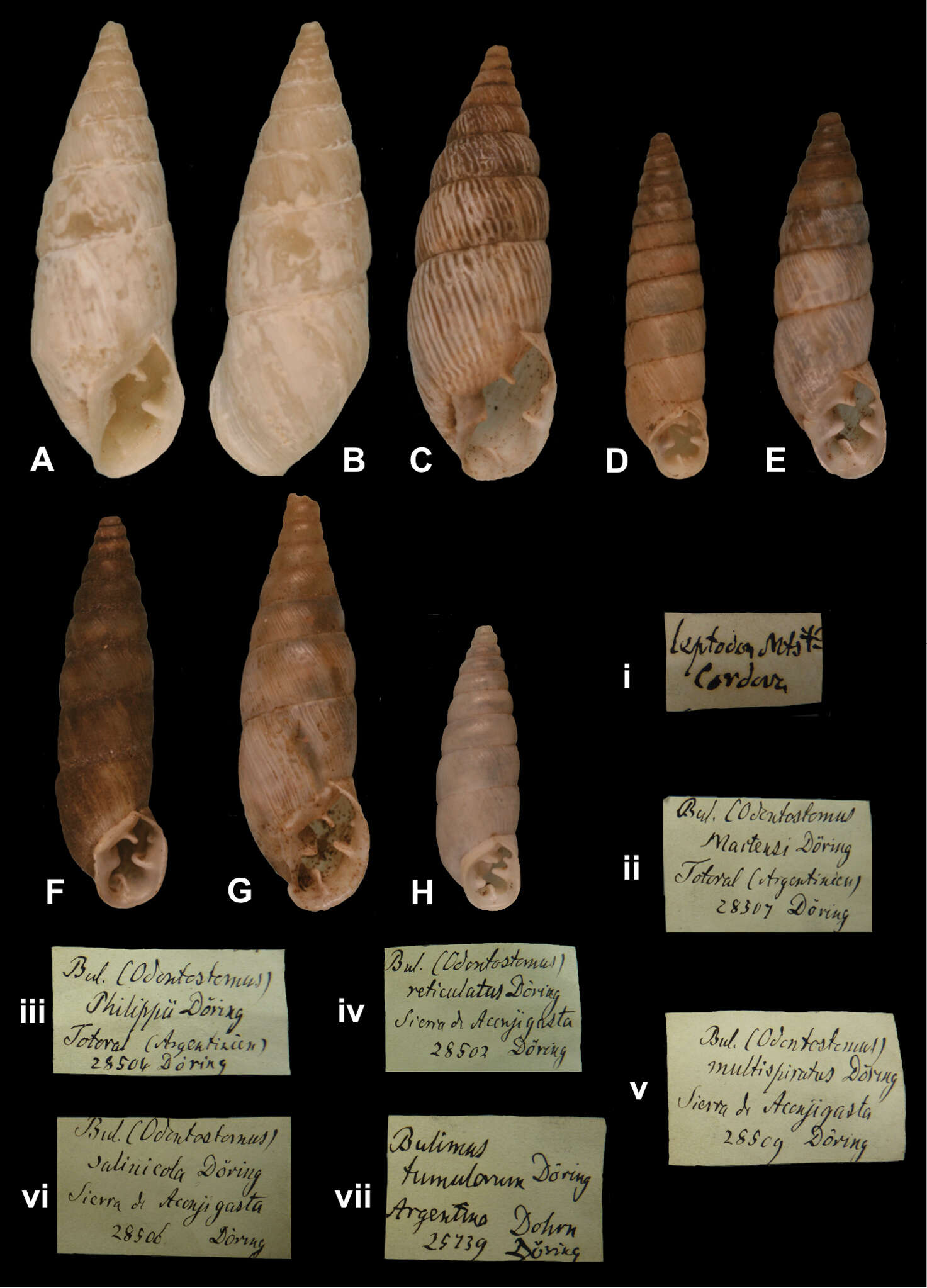 Image of <i>Bulimus martensii</i> Doering 1875