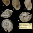 <i>Bulimus monachus</i> Pfeiffer 1857 resmi