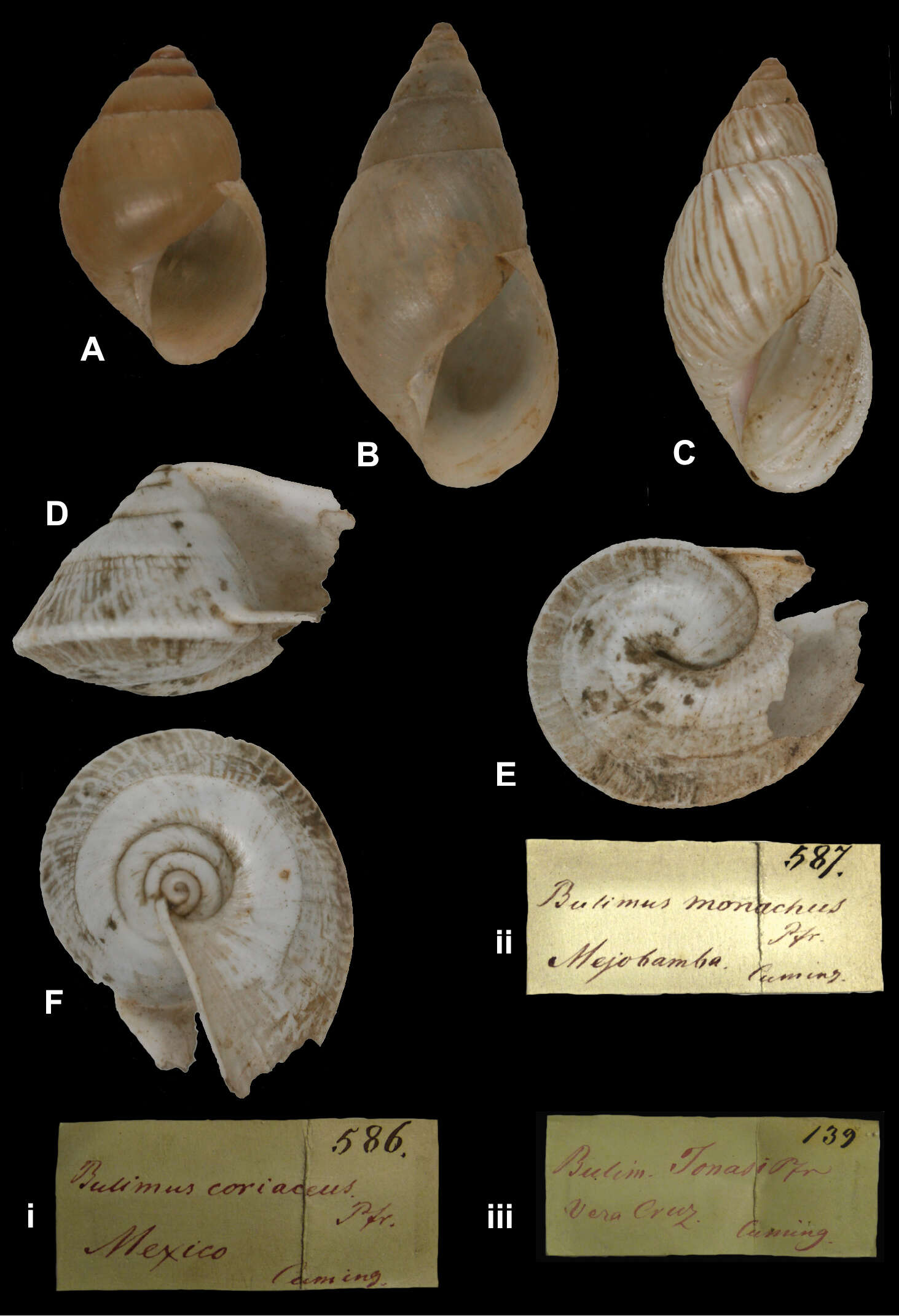 <i>Bulimus monachus</i> Pfeiffer 1857 resmi