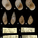 <i>Bulimulus monticola</i> Doering 1879 resmi