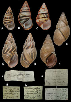 Orthalicus nobilis Rolle 1895 resmi