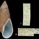 Image of <i>Placostylus paeteli</i> Kobelt 1890