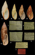 Placostylus miltocheilus paravicinii B. Rensch 1934 resmi