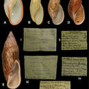 Imagem de Eumecostylus phenax (Clapp 1923)