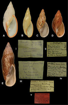 Imagem de Eumecostylus phenax (Clapp 1923)