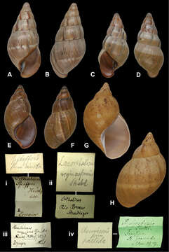 Image of <i>Orthalicus reginaeformis</i> Strebel 1909