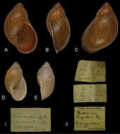 Imagem de Plekocheilus aulacostylus (Pfeiffer 1853)