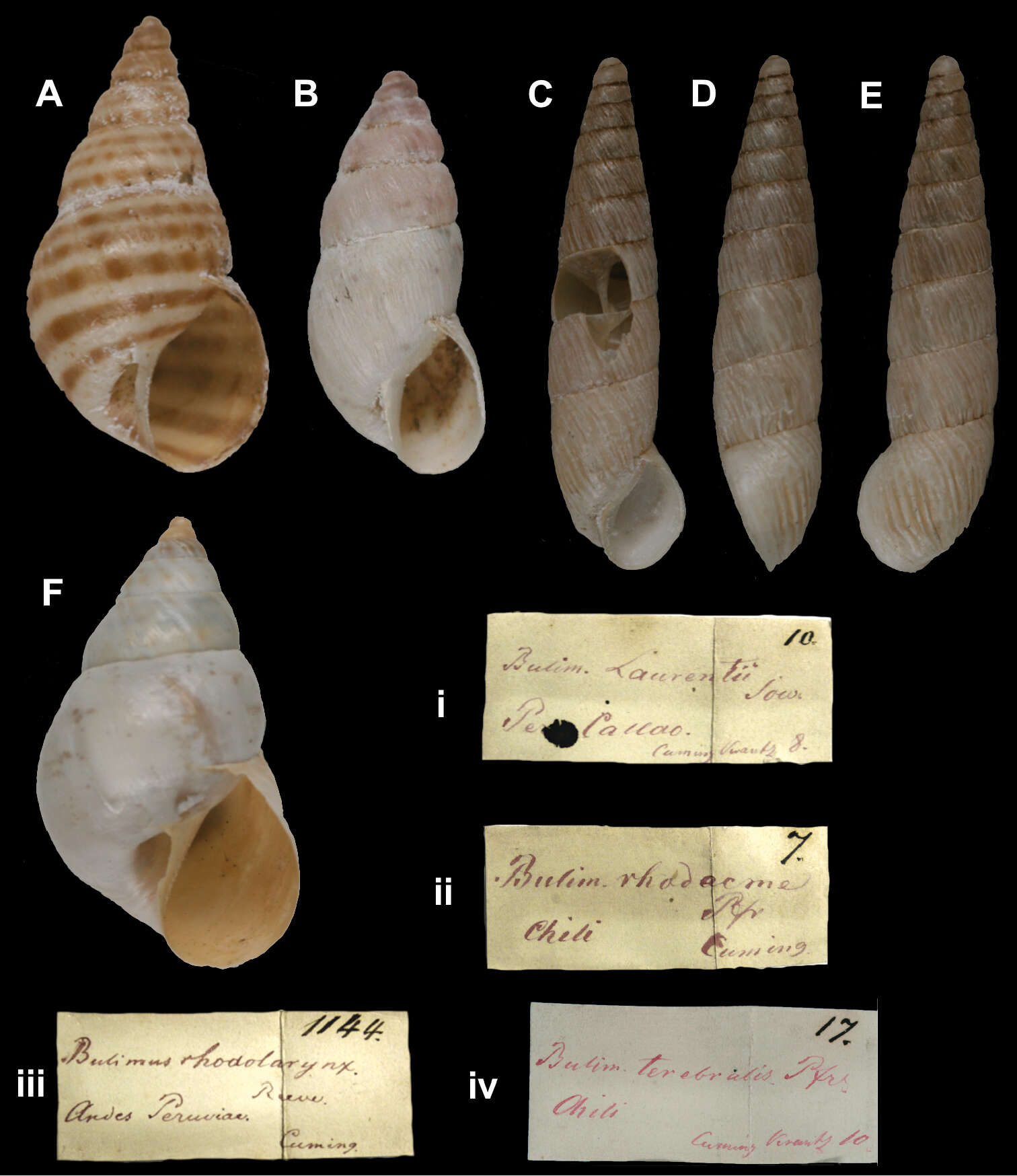 Image of Bostryx rhodacme (L. Pfeiffer 1843)