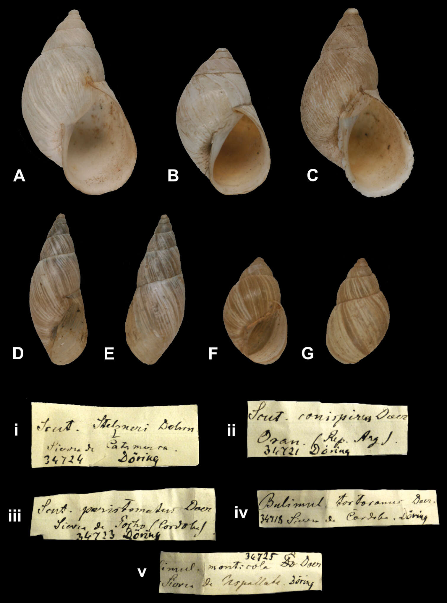 Image of Bostryx tortoranus (Doering 1879)