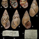 Image of <i>Liguus crenatus barbouri</i> Clench 1929